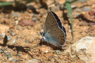 okgzl Amanda (Polyommatus amandus)