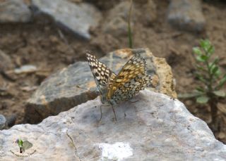 parhan (Melitaea cinxia)