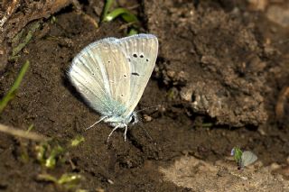 Lacivert Anadolu okgzls (Polyommatus actis )