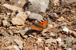 Aglais (Aglais urticae)