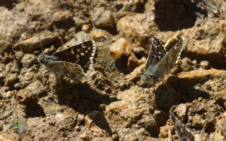 Zeytuni Zpzp (Pyrgus serratulae)