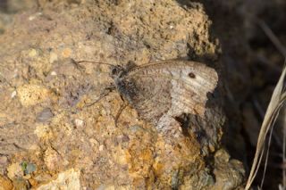 Seyit (Arethusana arethusa)