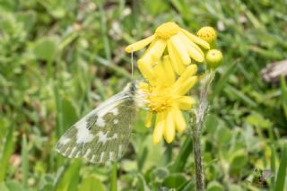 Yeni Beneklimelek&nbsp;(Pontia&nbsp;edusa)