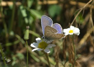 okgzl Mavi (Polyommatus icarus)