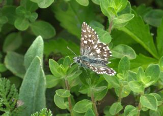 Ege Zpzp (Pyrgus melotis)