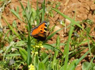 Aglais (Aglais urticae)