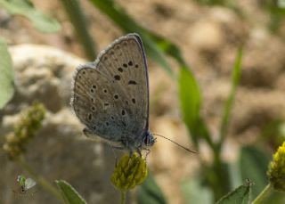 okgzl Mavi (Polyommatus icarus)