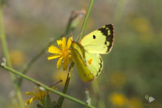 Gzel Azamet (Colias alfacariensis)