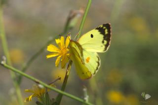 Gzel Azamet (Colias sareptensis)