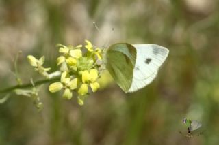 Da Beyazmelei (Pieris ergane)