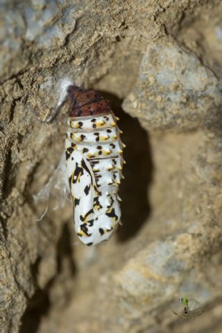 Benekli parhan (Melitaea didyma)