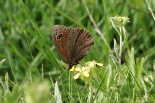 Uygur Gzelesmeri (Proterebia afra)