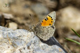 Kafkasya Gelincii (Tomares callimachus)