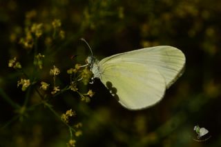 Doulu Narin Orman Beyaz (Leptidea duponcheli)