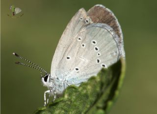 Minik Kupid (Cupido minimus)