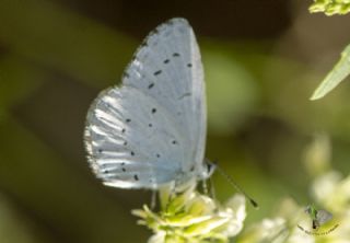 Kutsal Mavi (Celastrina argiolus)