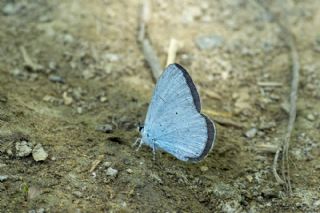 Kutsal Mavi (Celastrina argiolus)