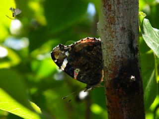 Atalanta (Vanessa atalanta)