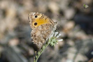 Turan Yalanccads (Pseudochazara telephassa)