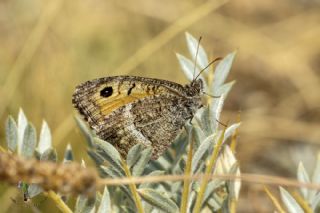 Seyit (Arethusana arethusa)