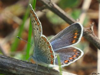 okgzl Mavi (Polyommatus icarus)