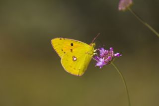 Sar Azamet (Colias croceus)