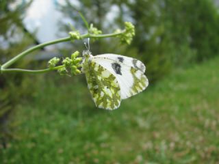 Da� Oykl�s��&nbsp;(Euchloe&nbsp;ausonia)