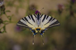 Erik Krlangkuyruk (Iphiclides podalirius)