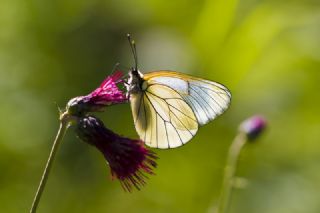 Al Beyaz (Aporia crataegi)