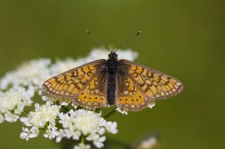 Nazuum (Euphydryas aurinia)