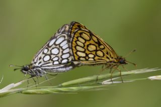 Beyaz Benekli Zpzp (Heteropterus morpheus)