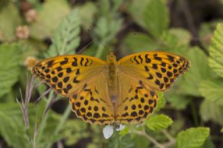 Cengaver (Argynnis paphia)