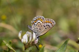 Gm Lekeli Esmergz (Plebejus argus)