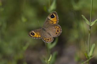 okgzl Balkan Mavisi (Aricia anteros )