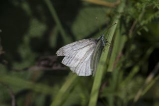 Yalanc Beyazmelek (Pieris pseudorapae)