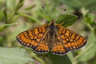 Nazuum (Euphydryas aurinia)