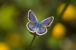 Gm Lekeli Esmergz (Plebejus argus)