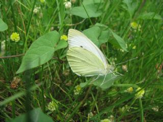 Byk Beyazmelek  (Pieris brassicae)