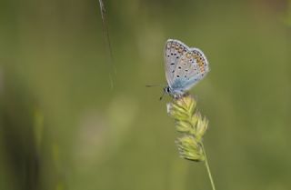 okgzl Mavi (Polyommatus icarus)