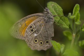 Aa Esmeri (Kirinia roxelana)