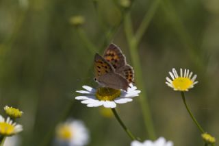 Benekli Bakr Gzeli (Lycaena phlaeas)