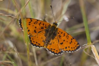 Benekli parhan (Melitaea didyma)