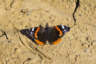 Atalanta (Vanessa atalanta)