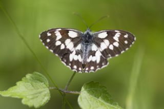 Orman Melikesi (Melanargia galathea)