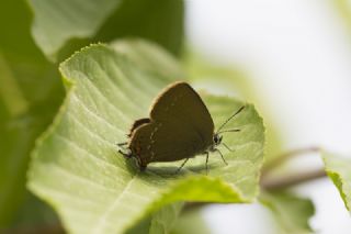 Byk Sevbeni (Satyrium ilicis)