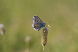 okgzl Mavi (Polyommatus icarus)