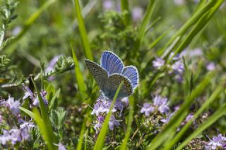 okgzl Mavi (Polyommatus icarus)