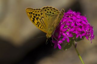 Bahadr (Argynnis pandora)