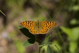 spanyol Kraliesi (Issoria lathonia)