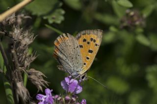 Benekli Bakr Gzeli (Lycaena phlaeas)